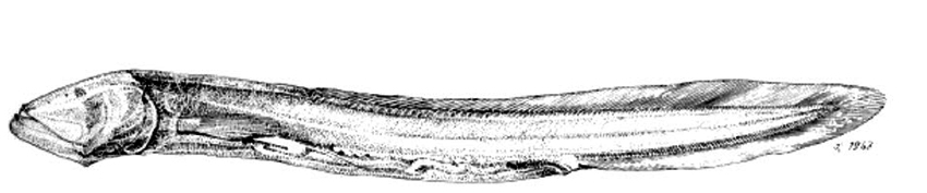 Sciadonus galatheae_01.jpg